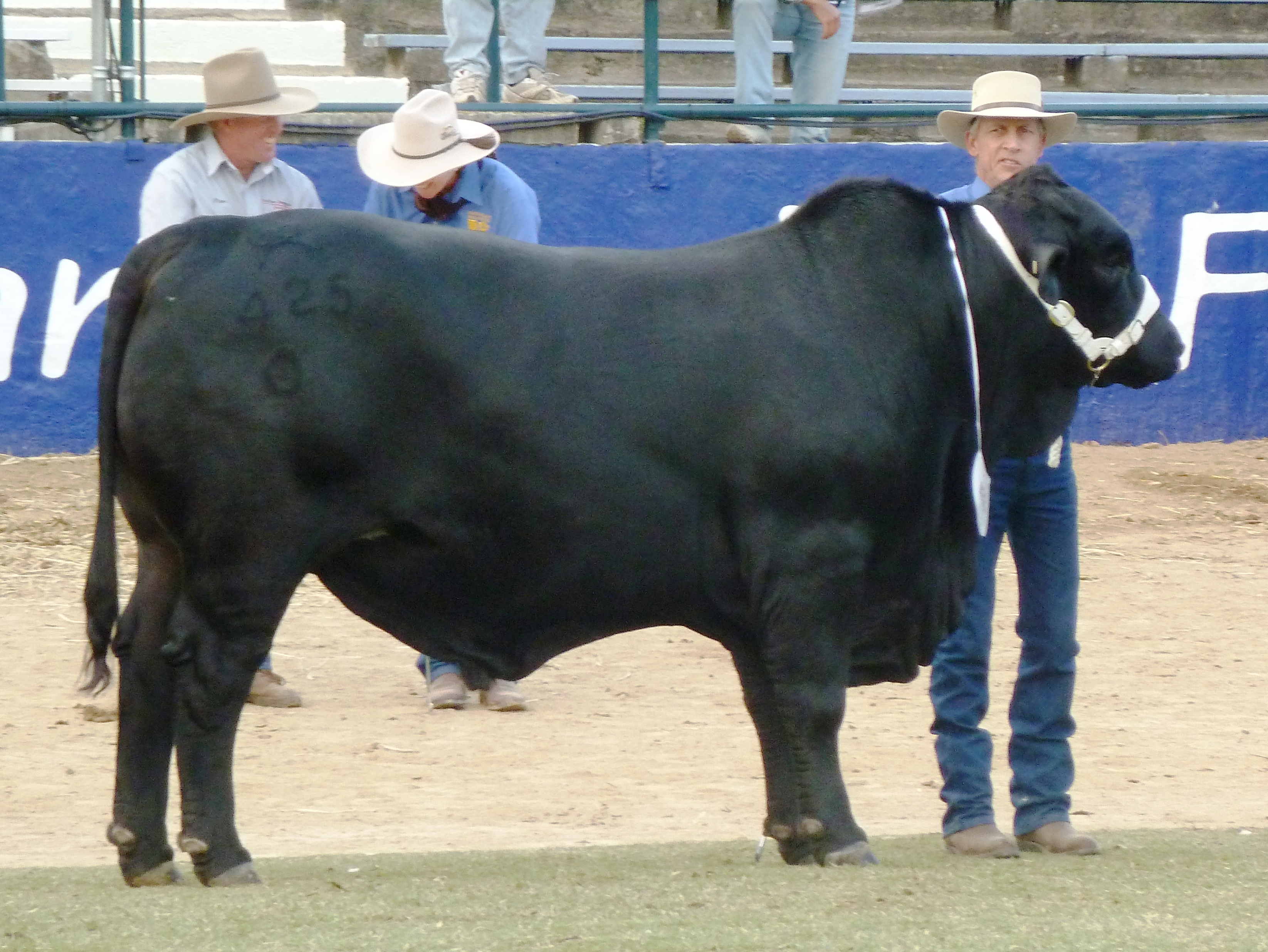 Elara Marty 425 (2011)